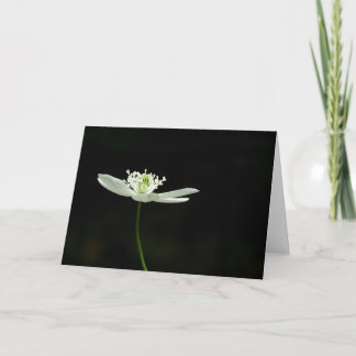 Hölzerne Anenome Wildblume-Gruß-Karte Karte