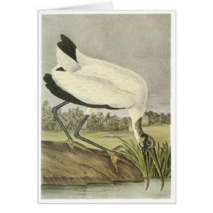 Hölzerner Storch, John Audubon