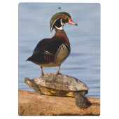 Hölzernmännchen stehend auf Red Oared Slider Klemmbrett (Rückseite)