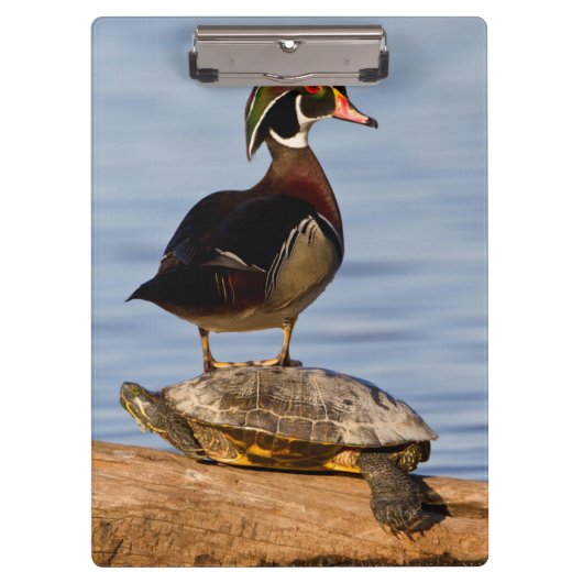 Hölzernmännchen stehend auf Red Oared Slider Klemmbrett (Vorderseite)