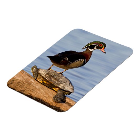 Hölzernmännchen stehend auf Red Oared Slider Magnet (Linke Seite)