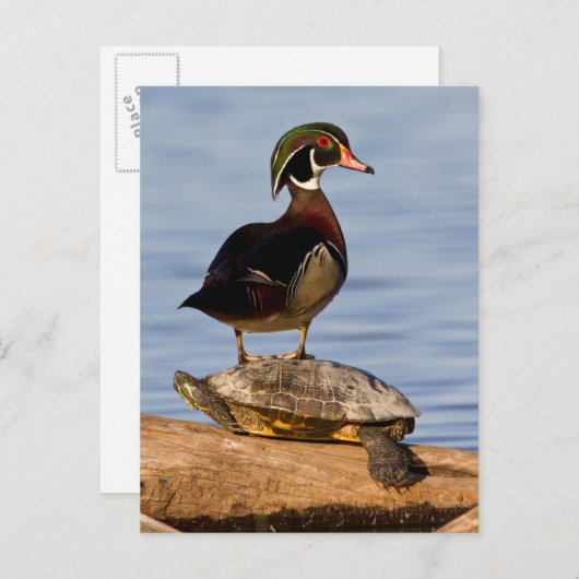 Hölzernmännchen stehend auf Red Oared Slider Postkarte (Vorne/Hinten)