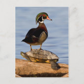 Hölzernmännchen stehend auf Red Oared Slider Postkarte (Vorderseite)