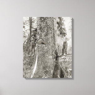 Holzfäller mit riesiger Tanne, 1905. Vintages Fot Leinwanddruck