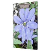 Holzflüster - lila Wildblume in der Quelle Klemmbrett (Links)