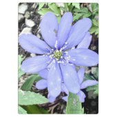 Holzflüster - lila Wildblume in der Quelle Klemmbrett (Rückseite)