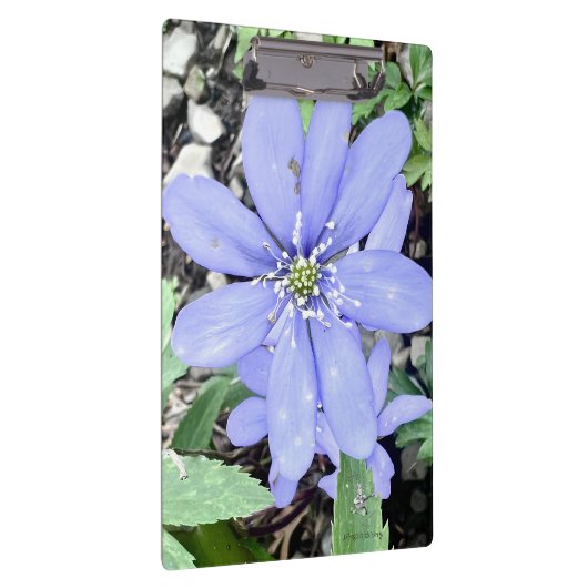 Holzflüster - lila Wildblume in der Quelle Klemmbrett (Rechts)