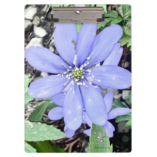 Holzflüster - lila Wildblume in der Quelle Klemmbrett (Vorderseite)