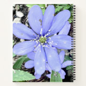 Holzflüster - lila Wildblume in der Quelle Notizblock (Rückseite)