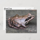 Holzfrosch Postkarte (Vorne/Hinten)