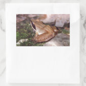 Holzfrosch Rechteckiger Aufkleber (Tasche)