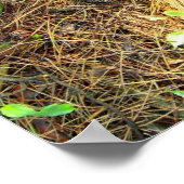 Holzfußböden, Pinecones usw..Poster Poster (Ecke)