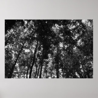 Holzkanopie 01 BW Poster