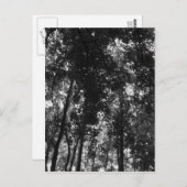 Holzkanopie 01 BW Postkarte (Vorne/Hinten)