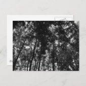 Holzkanopie 01 BW Postkarte (Vorne/Hinten)