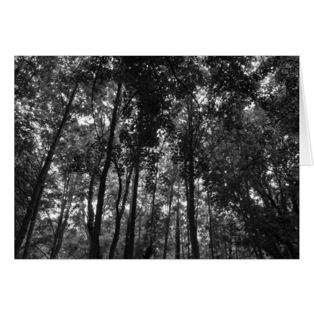 Holzkanopie 02 BW (Vorderseite (Horizontal))