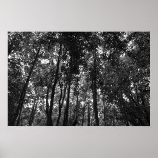 Holzkanopie 02 BW Poster