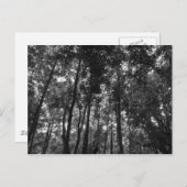 Holzkanopie 02 BW Postkarte (Vorne/Hinten)