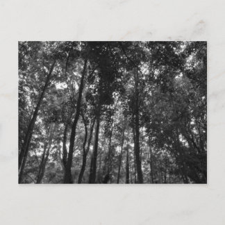 Holzkanopie 02 BW Postkarte