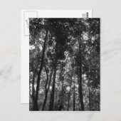 Holzkanopie 02 BW Postkarte (Vorne/Hinten)