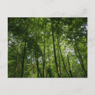 Holzkanopie. Blackweir Woods, Bute Park Postkarte