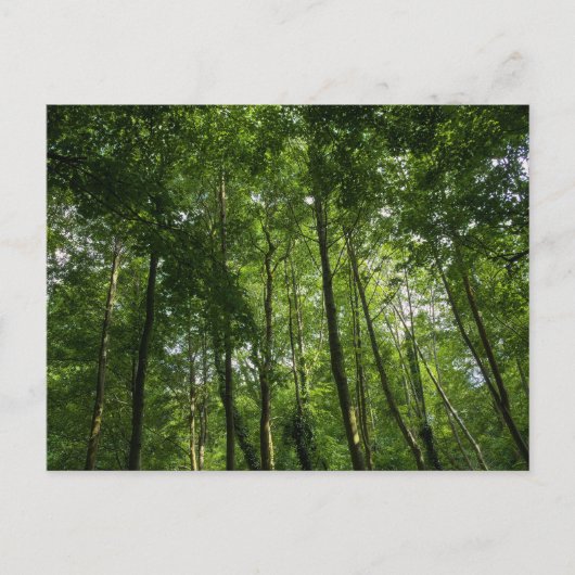 Holzkanopie. Blackweir Woods, Bute Park Postkarte (Vorderseite)