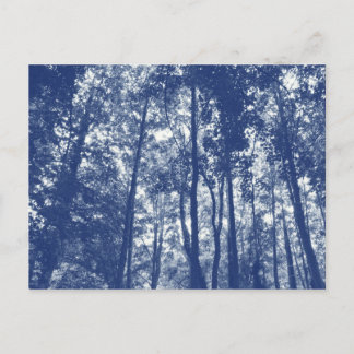 Holzkanopie - Cyanotypeffekt Postkarte