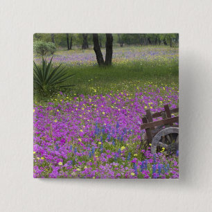 Holzkarren im Feld Phlox, Blauer Bonnet mit Button