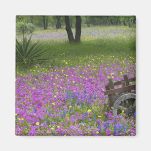 Holzkarren im Feld Phlox, Blauer Bonnets Magnet