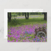 Holzkarren im Feld Phlox, Blauer Bonnets Postkarte (Vorne/Hinten)