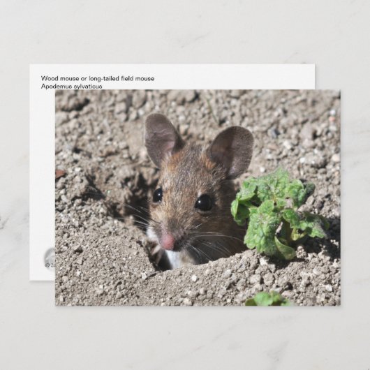 Holzmaus-Postkarte Postkarte (Vorne/Hinten)