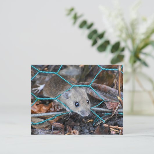 Holzmäuse Postkarte (Stehend Vorderseite)