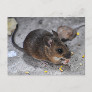 Holzmäuse Postkarte