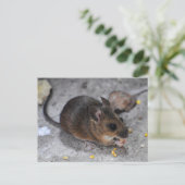 Holzmäuse Postkarte (Stehend Vorderseite)