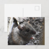 Holzmäuse Postkarte (Vorne/Hinten)