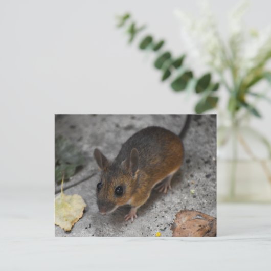Holzmäuse Postkarte (Stehend Vorderseite)
