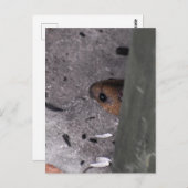 Holzmäuse Postkarte (Vorne/Hinten)