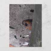 Holzmäuse Postkarte (Vorderseite)