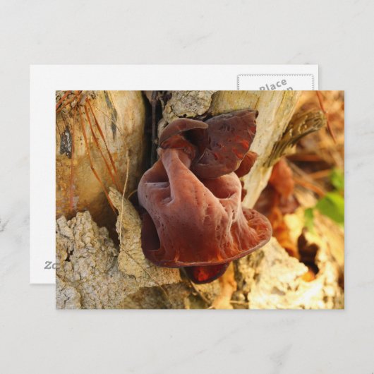 Holzohr-Pilz Postkarte (Vorne/Hinten)