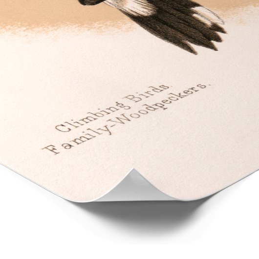 Holzpfäcker 1874 restaurierter Lithograph Poster (Ecke)