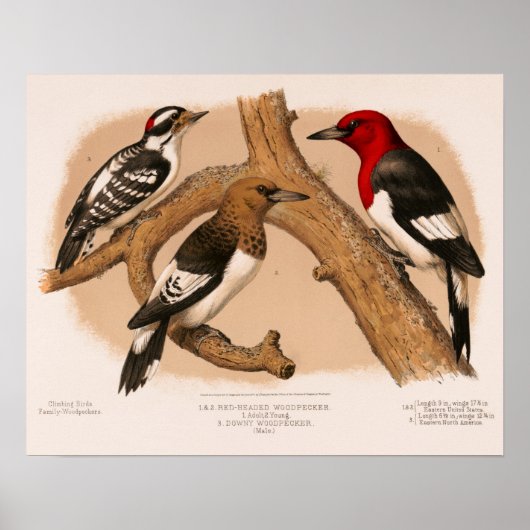 Holzpfäcker 1874 restaurierter Lithograph Poster (Vorne)