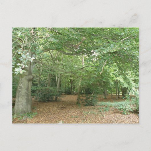 Holzraumaufbereitung Postkarte (Vorderseite)