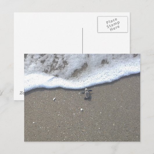 Holzschildkröten Postkarte (Vorne/Hinten)