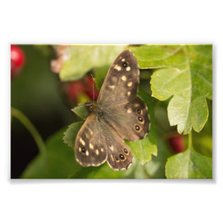 Holzschmetterling Fotodruck