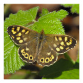 Holzschmetterling Poster (Vorderseite)