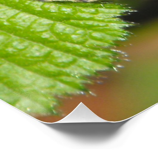 Holzschmetterling Poster (Ecke)