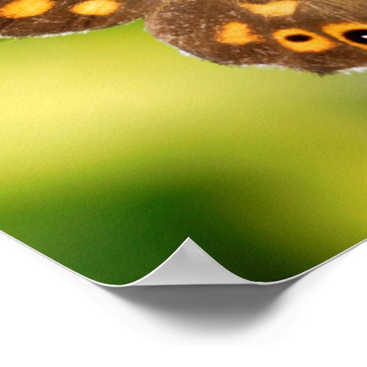Holzschmetterling Poster (Ecke)