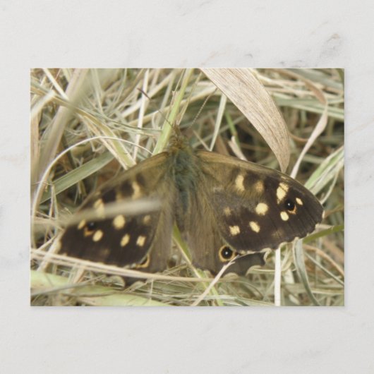 Holzschmetterlingskarte Postkarte (Vorderseite)