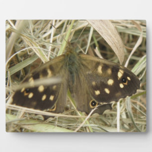 Holzschmetterlingsplatte Fotoplatte