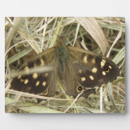 Holzschmetterlingsplatte Fotoplatte (Vorderseite)